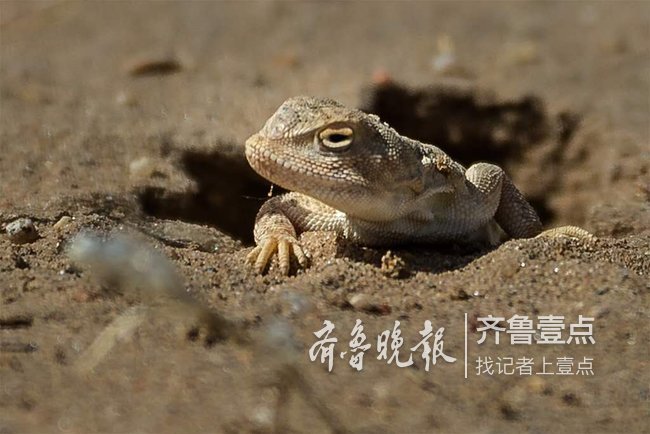 泉城影苑|响沙湾沙漠里的蜥蜴,与人类和谐相处