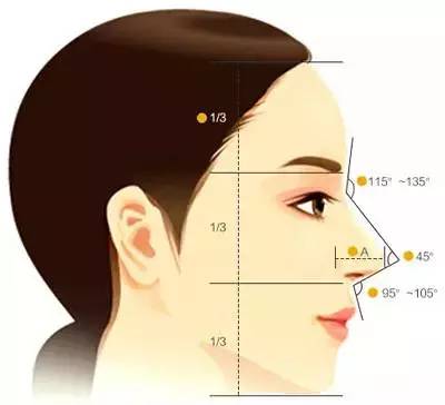 鼻子长度应该是面部长度的1/3 鼻子宽度是面部宽度的1/5(相当于一个