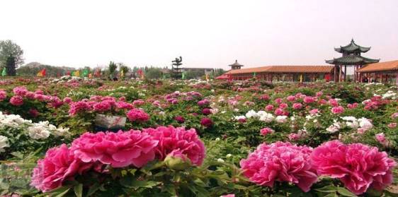 菏泽百花园