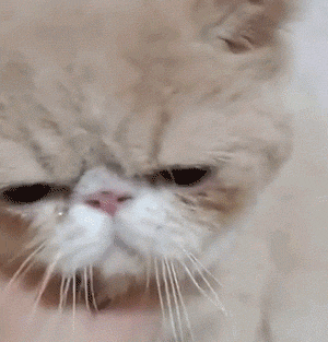 猫咪摔碎爷爷送麻麻的礼物,担心被麻麻骂,在开骂之前竟然先.