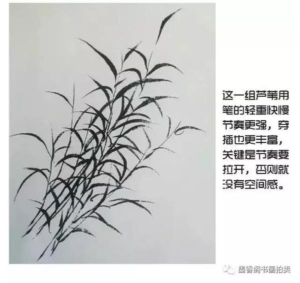 国画入门教程|写意芦苇的画法