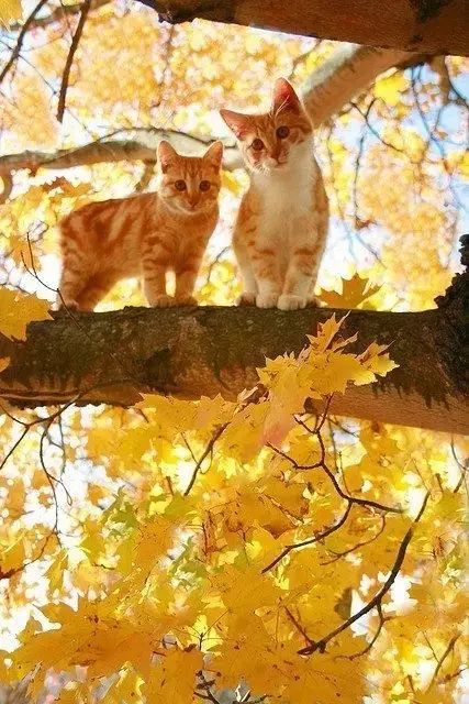 猫咪的春天