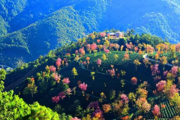 在云南旅行的朋友,可以顺便去无量山赏樱!