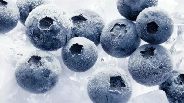 冷冻蓝莓须在采摘下来后很快在-18℃下进行冷冻.