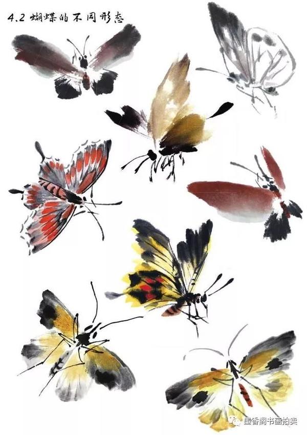 蝴蝶不同形态的画法