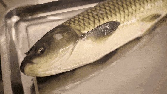 560_314gif 动态图 动图