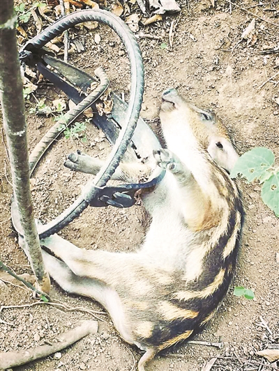 昌平野猪幼崽遭遇猎夹 野猪系北京市二级保护野生动物