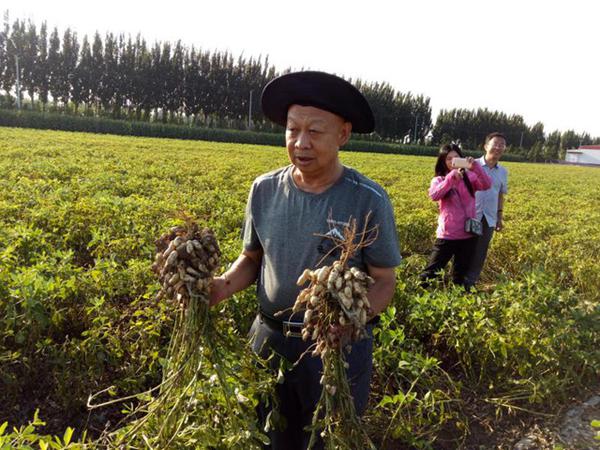 商品率及外调率提高了40,促进了青岛及辐射区域花生产业的快速发展