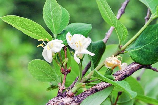 山上这种野果,人称"苦糖果,钙含量是苹果24倍