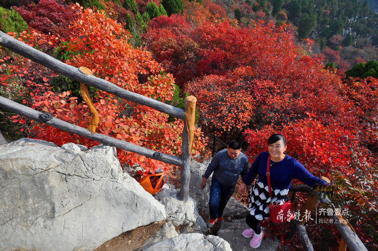 沂源南鲁山镇:彩叶缤纷秋意浓
