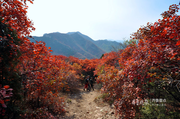 沂源南鲁山镇:彩叶缤纷秋意浓