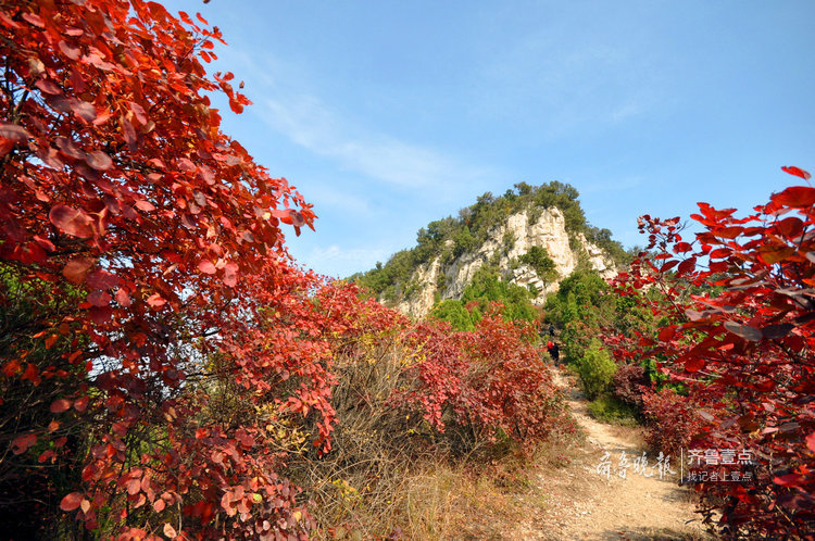 沂源南鲁山镇:彩叶缤纷秋意浓