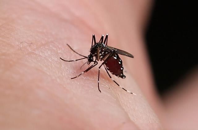 夏季蚊虫肆虐,血管瘤患儿做好防蚊虫叮咬!