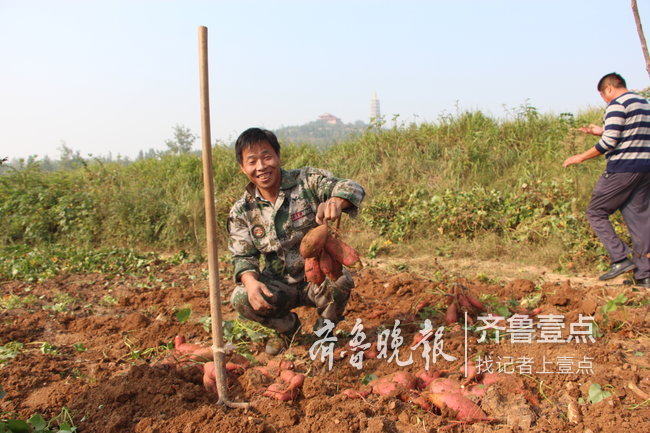 巨野县核桃园镇的山地瓜丰收啦