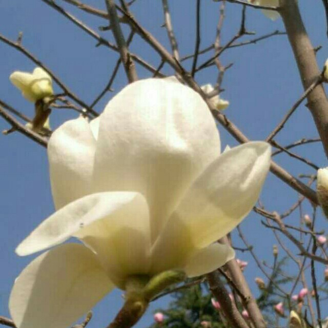 白玉兰