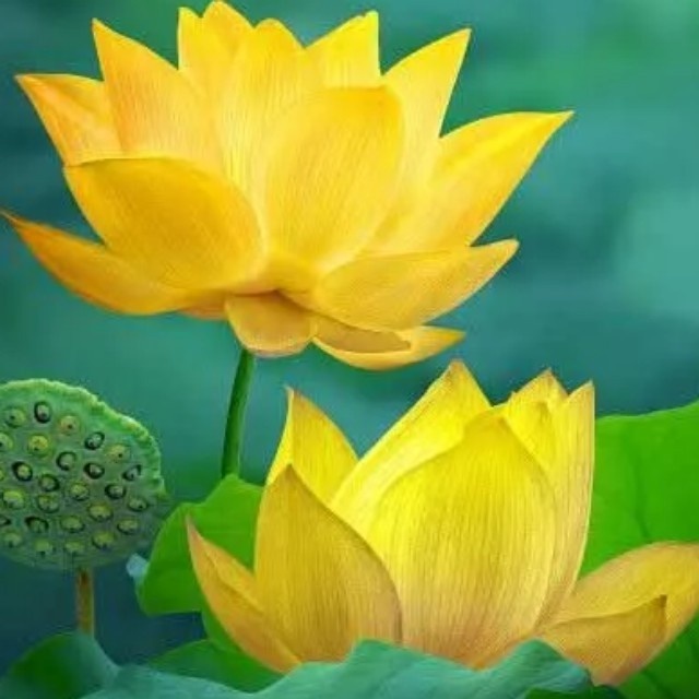 丁学振 428901