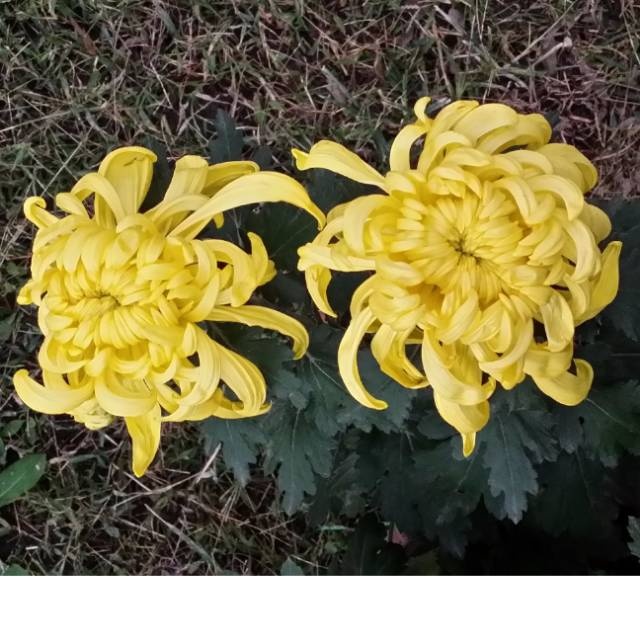 雪野花