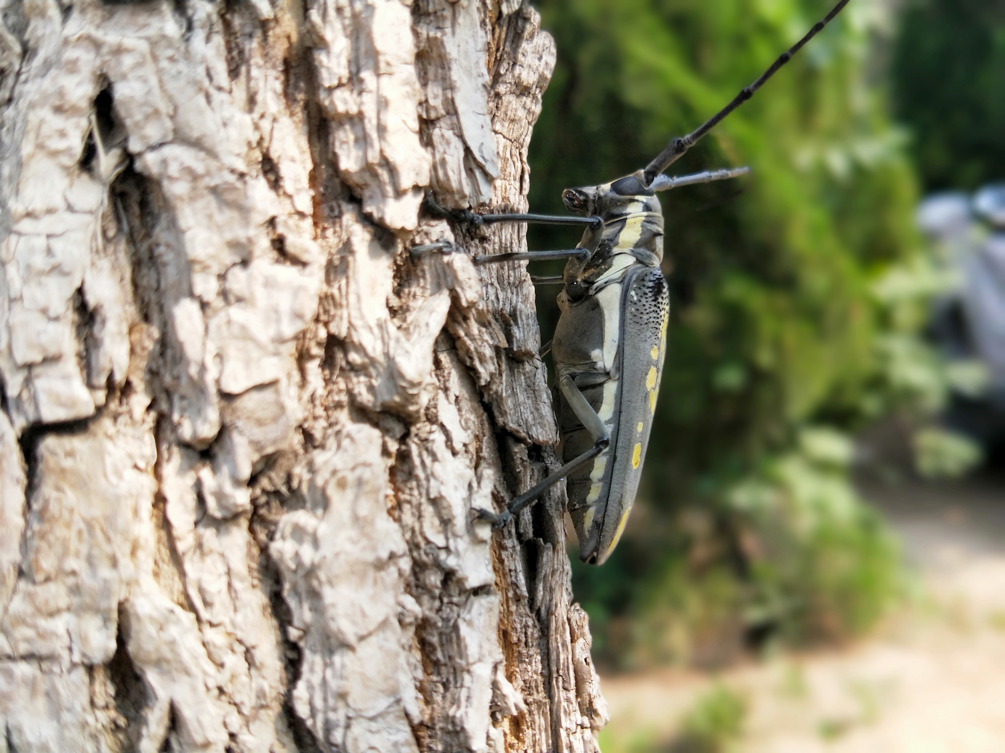 这天牛,可不是抓来玩的