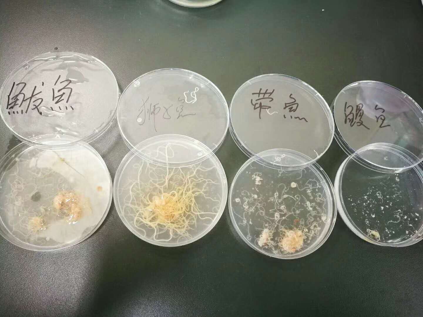 鲅鱼,鲳鱼,八带含异尖线虫 不煮熟你敢吃吗?