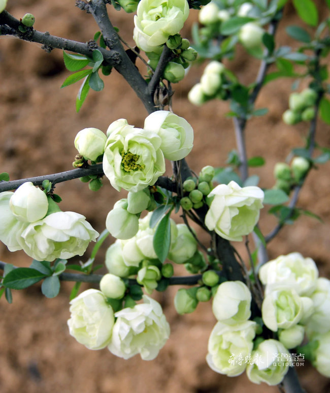 第九届临沂市花海棠文化旅游节将于25日在河东区开幕