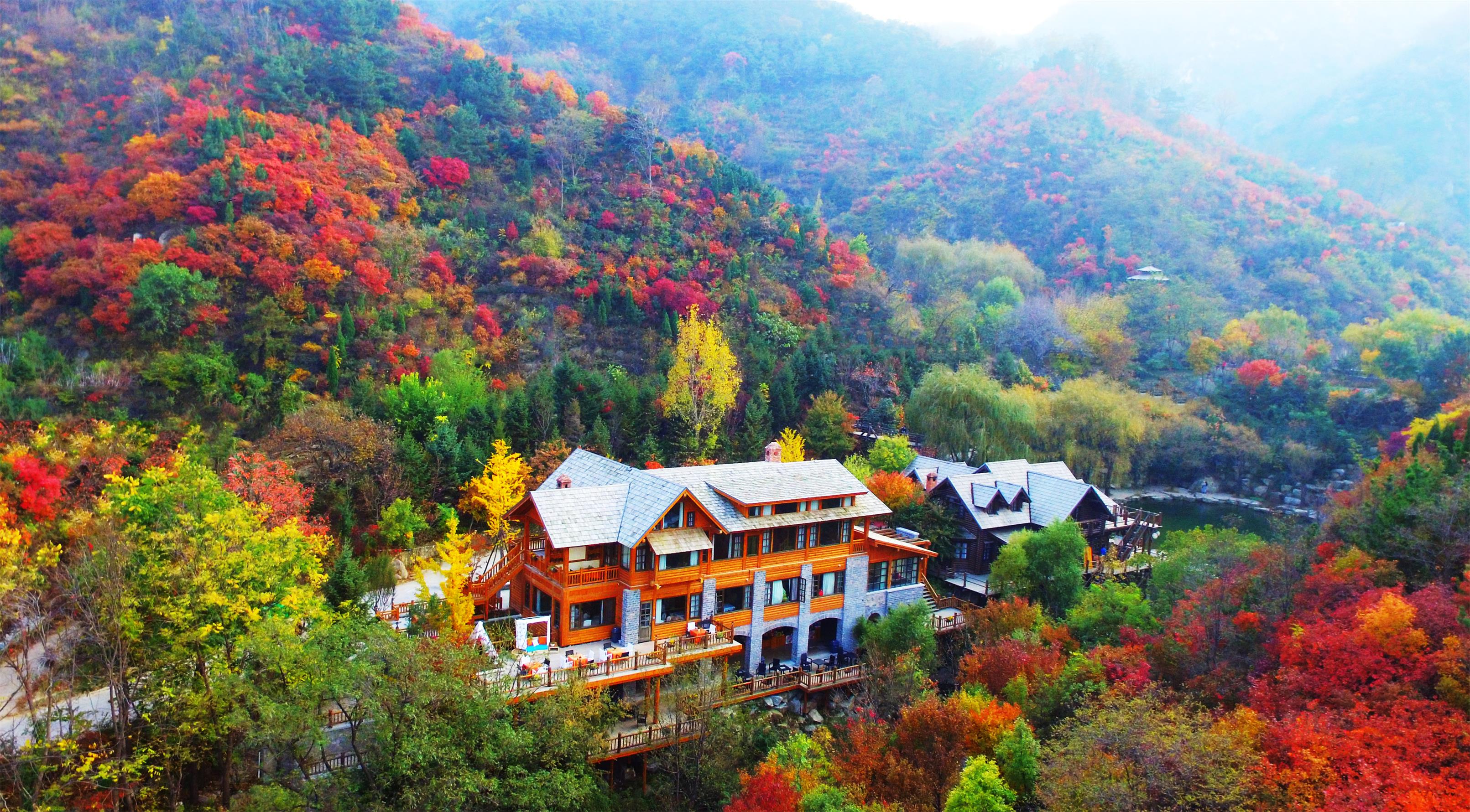 秋日打卡,济南南部山区枫叶正当时,进入最佳观赏期