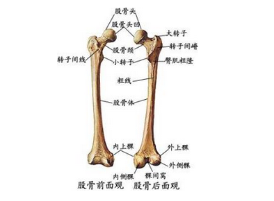 股骨近端是哪个位置图片