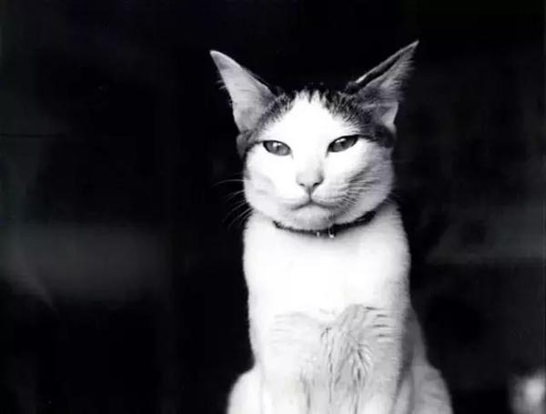 众多艺术家都被猫"勾引"了,譬如村上春树,毕加索,萨特,三岛由纪夫