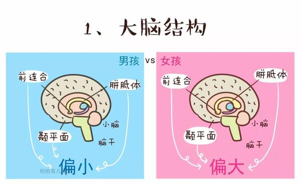 男孩女孩的这10点不同,在胎儿期就已经决定了