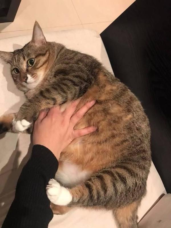 ▼这不是真的这个虎背熊腰的家伙不是我的狗▼妈!别喂了!这货快丑