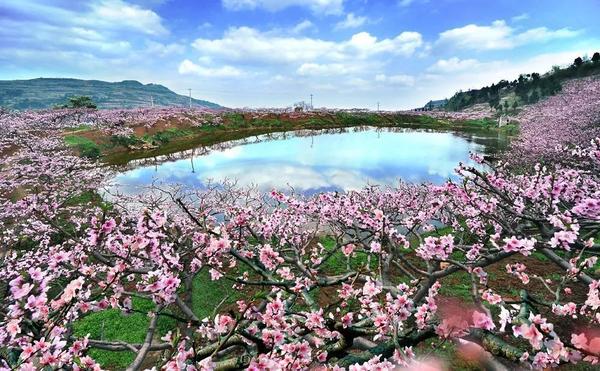 崮乡深呼吸,相约桃花源|岱崮地貌第十三届桃花旅游节