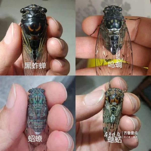 日照小姐姐总结了这些品种的蝉:黑蚱蝉,蛁蟟,蟪蛄