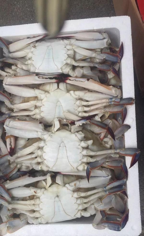 【特别提示】 遇到专门兜售海鲜的白色汽车请当心,有问题!