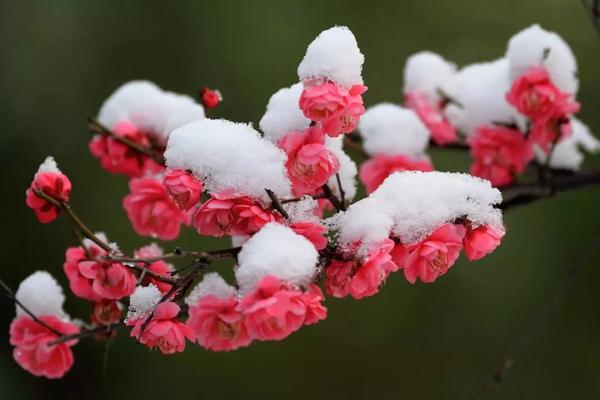 "小寒中的三枝花"