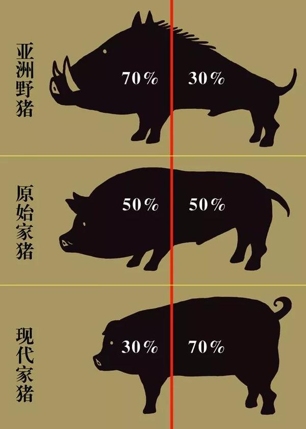 与猪同行——猪年说猪