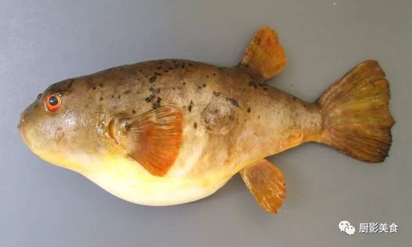 红眼河豚               体长25厘米左右,其肝脏,卵巢,鱼皮都是剧毒