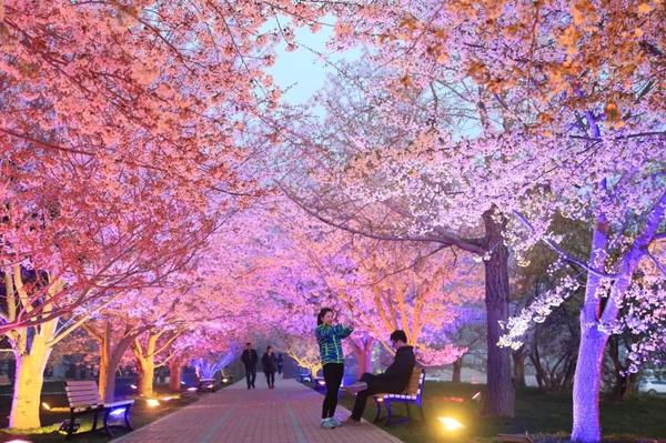 就能知道是和水密不可分的,冰清玉洁的樱花在塘水的灌溉下愈发滋润了