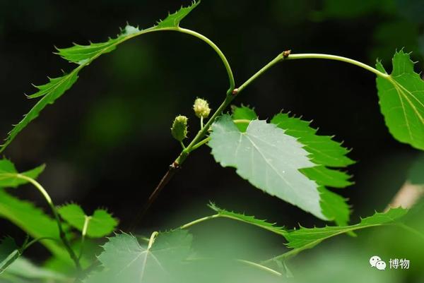 野生蒙桑果实较小,但枝干柔韧性好,古人常用其制弓