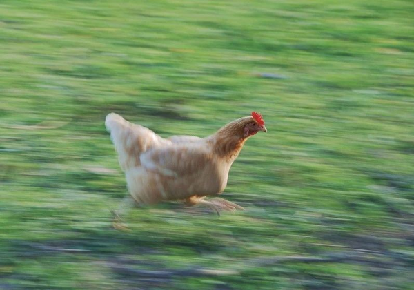 没有脑袋还活了18个月,这只无头鸡吓到我了!