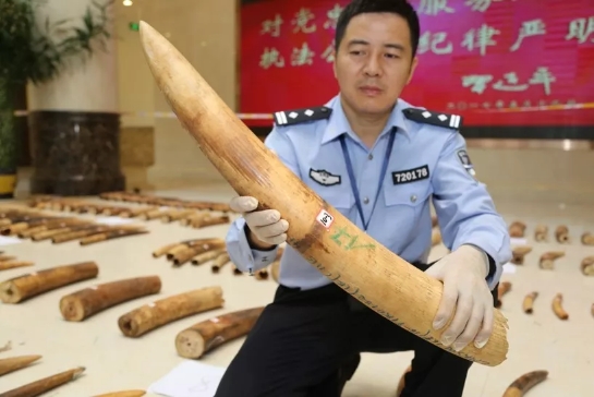 48吨象牙特大案
