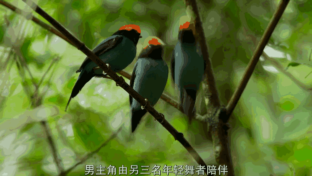 "叛变"的bbc御用团队,一出手又是9.8分神作