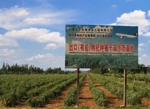 人人都在吃的枸杞,这样用效果翻倍!