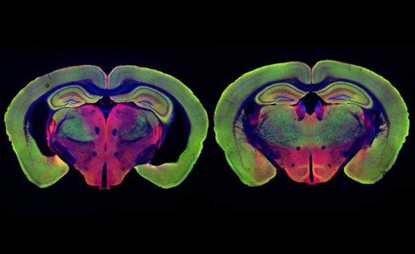 科普:动物大脑活动在社交场合可"同步"