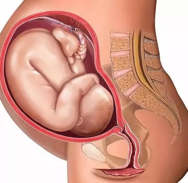 怀孕十个月大肚子图片
