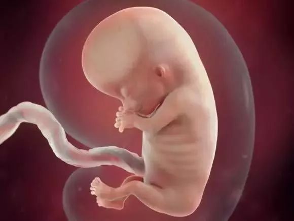 怀孕四个月胎儿多大图片