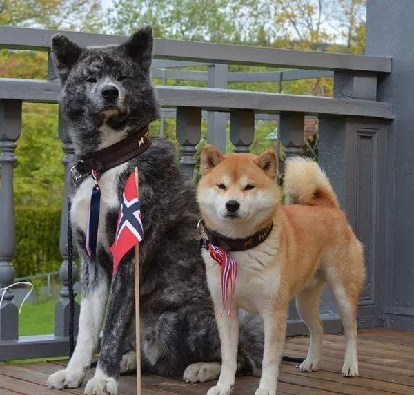 此外还有纪州犬,四国犬,北海道犬和甲斐犬