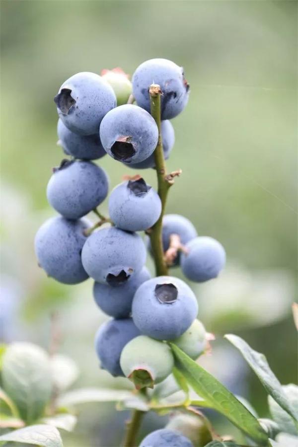 本周六,来第四届双鼎山雨露甜园采摘节摘最好吃的樱桃,蓝莓,桑葚!