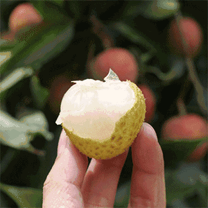 荔枝自由还没实现,"荔枝病"就来了