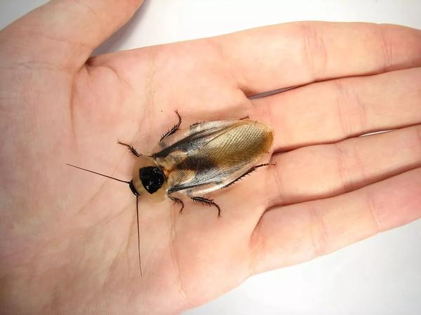 伪死人头蟑螂(blaberus discoidalis)