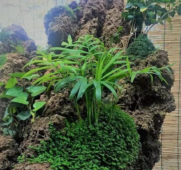 珍珠草是山水石上最常见的一种,这种草好养好看,还很容易长成小