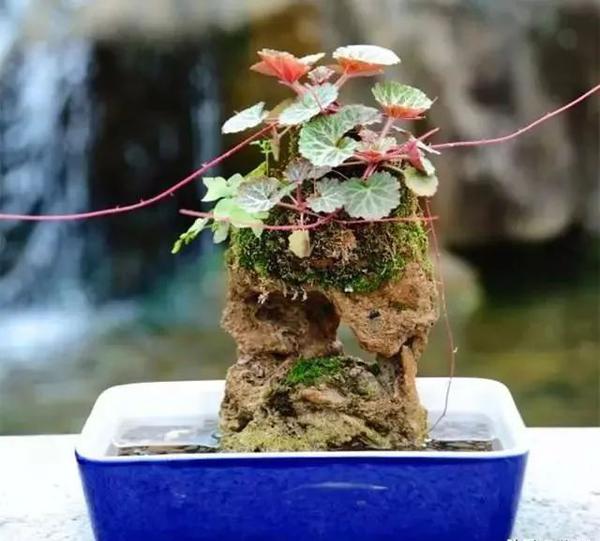 虎耳草也是不错的一种上水石绿植,这种草比较耐阴耐湿,所以在养护